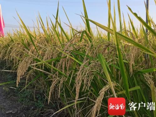看稻選種 海南好米 現場觀摩會推新優種