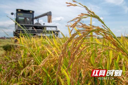 湖南道縣 稻浪飄香 收割忙 組圖