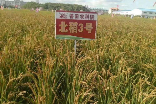 獨家北稻3 走出國門 中糧集團全省重點采購品種