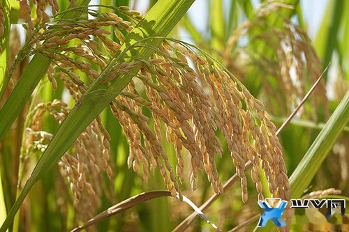 興義 水稻最高畝產(chǎn)1123.87公斤 刷新全省水稻高產(chǎn)紀(jì)錄