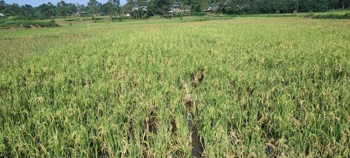 犍為再生稻米,獲國家農(nóng)產(chǎn)品地理標(biāo)志