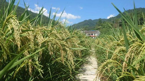 格外爽 白河蔓營(yíng)問(wèn) 稻