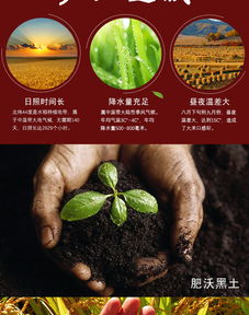 十月稻田 優(yōu)選長(zhǎng)粒香米5kg 1袋 東北大米長(zhǎng)粒香米農(nóng)家自產(chǎn)粳米