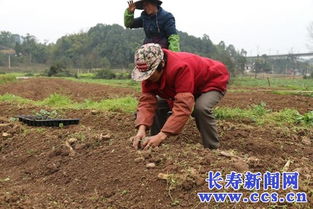 我區(qū)春耕生產(chǎn)全面展開(kāi) 已播種83萬(wàn)畝