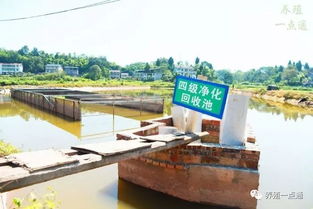 稻田養(yǎng)青蛙,畝產(chǎn)3000斤,賺5萬(wàn)元,利潤(rùn)超6萬(wàn)