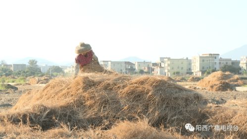 陽(yáng)西上洋 西瓜田里鋪稻草 增產(chǎn)增效又環(huán)保
