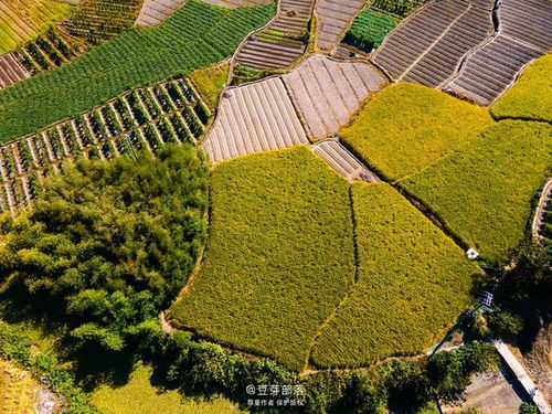 探秋,稻田才是溫州最奢華的風(fēng)景