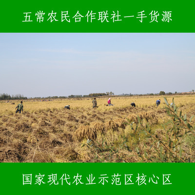【五常稻花香稻谷 原糧出售 新糧供應(yīng) 五常農(nóng)民合作社農(nóng)民一手貨源】?jī)r(jià)格,廠家,圖片,稻谷,五常市雙福谷韻水稻種植農(nóng)民專業(yè)合作社-