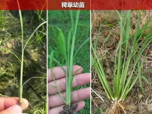 難住很多湖洋人的圖片 是雜草還是水稻