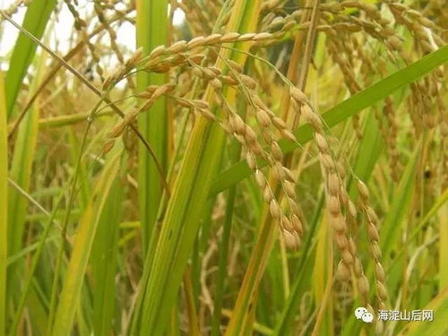 收割京西稻 做腌菜,還有農家飯 海淀上莊精靈農莊這個活動,等您組團參加