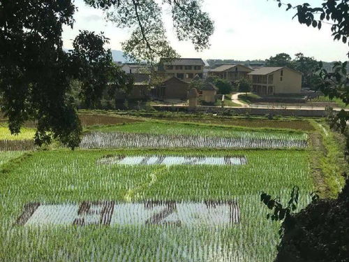 南雄寄心小院,含雙人農家田園早餐 一家隱藏在稻田的民宿 寄心小院