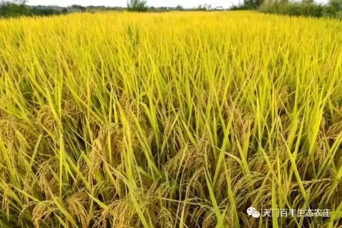 放大招 割水稻 摸魚 采野菜...天門這個地方帶你花式體驗農家生活
