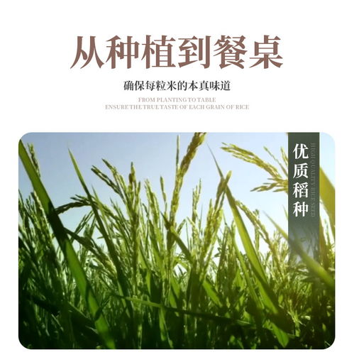 上好家 信陽精米原味原香米中精品稻田米大米香米10kg