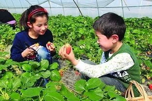 茶鄉走馬第二站 寄情于樹海瀑霧茶莊園