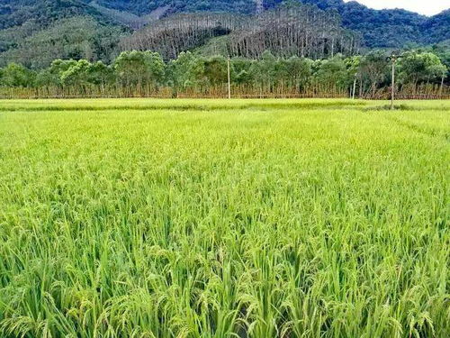 她賣掉公司,在100畝的稻田里搞事情