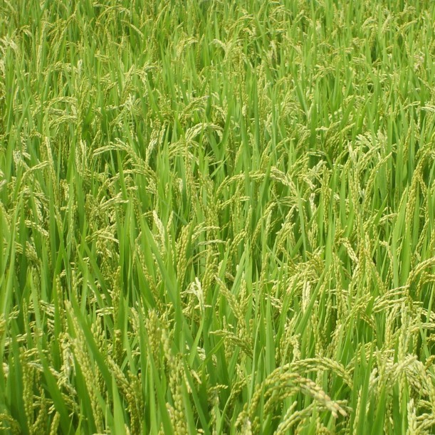 廠家批發大米 梅花大米 農家有機水稻 綠色健康