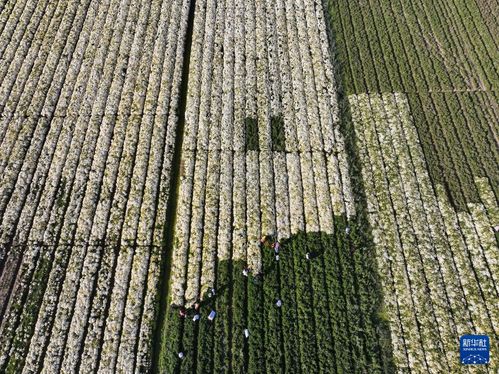 菊花の収獲が最盛期に 江蘇省射陽県