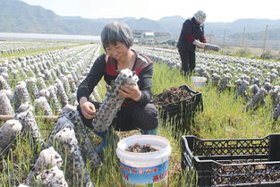 上洋 黑木耳喜獲豐收