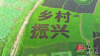 藍山 新型農民種出稻田畫