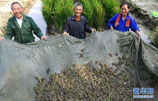 安徽六安 稻蛙共養(yǎng)富農(nóng)家
