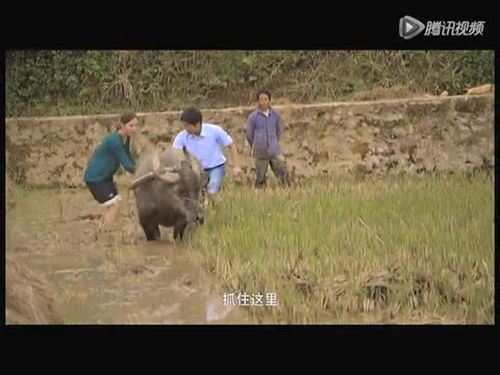 洋美女體驗(yàn)耕牛犁地 稻田抓魚