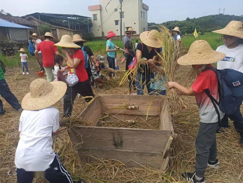 11月14日 周六 從化 金燦燦秋收喜悅 割稻谷 打谷 挖蕃薯 制作竹筒飯 采摘火龍果 木瓜 品地道農家菜 128元
