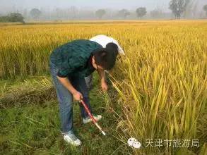 上7天班藍瘦 香菇 趕緊來名洋湖開鐮品稻香吧