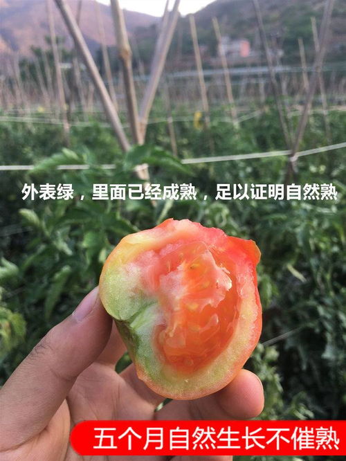 云南露天沙瓢西紅柿新鮮自然熟現摘大番茄生吃純農家綠色蔬菜洋子