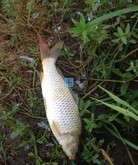 農家稻田野河溝,收獲一條15斤的大草魚,執著堅持的野釣必上大魚
