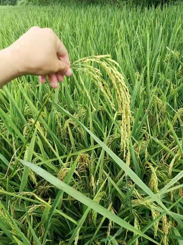 安慶優(yōu)質(zhì)水稻佳一福稻969公司