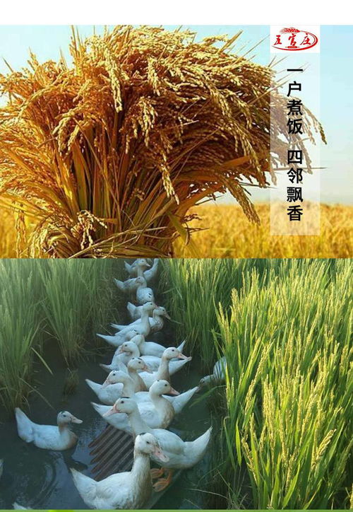 東北特產(chǎn) 長(zhǎng)春松花江大米 五官莊 鴨田稻圓粒香大米布袋5kg新米 九臺(tái)貢米 吉林大米