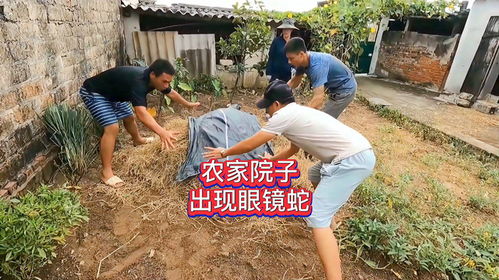 農家院子的稻草出現了晃動,村民掀開發現眼鏡蛇,他們能抓住嗎