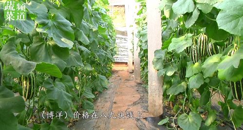 9元一斤,畝產值超6萬 這個瓜不愁賣,新手也能種