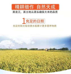 五常長粒香米10斤東北農家長粒大米五常大米稻花新米