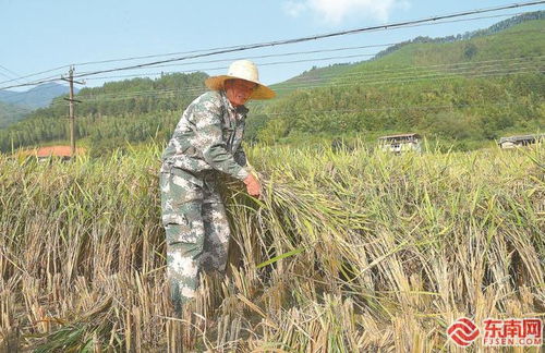 尤溪縣麻洋村 百畝土地,見證再生稻奇跡