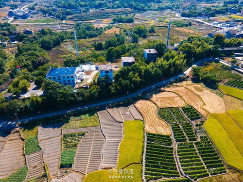 探秋,稻田才是溫州最奢華的風景