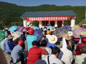 白橋鎮 強化水稻綠色防控 確保農產品質量安全