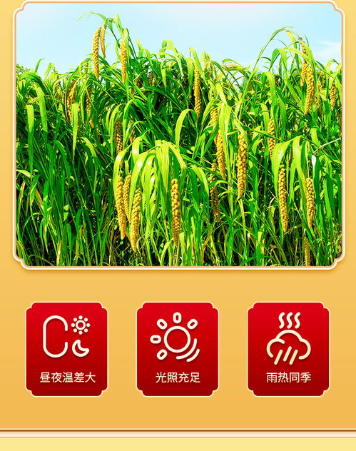 十月.稻田小米5斤寶寶米農(nóng)家暖胃月子米小黃米雜糧