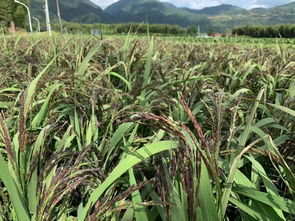 乍洋 稻浪間飄起一股清新田園風(fēng)