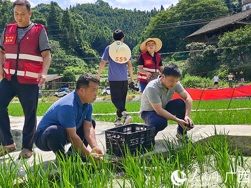 廣西三江馬坪村一水兩用 稻田養(yǎng)螺致富農(nóng)家