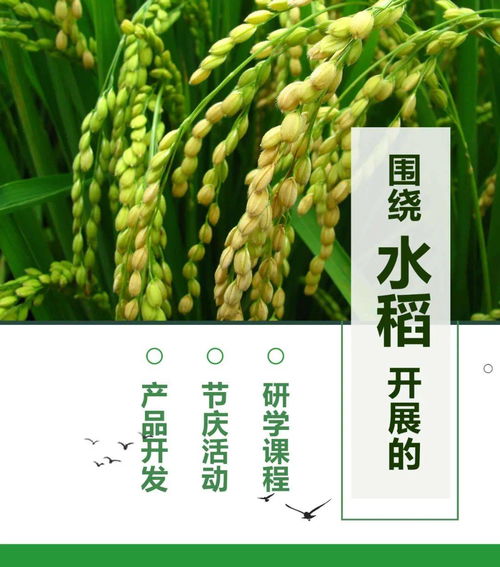 11.16 18 圍繞 水稻 開(kāi)展的研學(xué)課程 節(jié)慶活動(dòng) 產(chǎn)品開(kāi)發(fā) 附教案