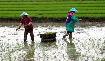 圖文:瓊海農民播種忙(2)_新聞中心_新浪網