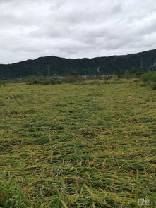 臺風 米娜 過后,大片水稻倒伏