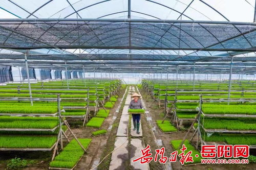 喜訊 華容稻評為國家農產品地理標志產品