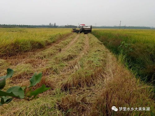 現場多圖 朱湖水稻倒伏,場里正在搶救
